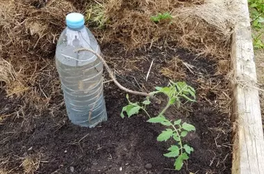 Jardinería Sostenible: El Secreto de los Jardineros para Proteger sus Tomateras del Calor Extremo