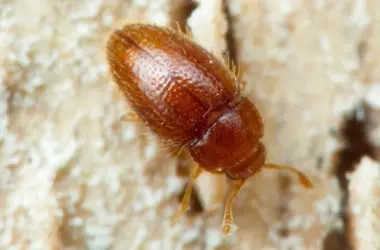 Descubrimiento de Escarabajo Inédito en Tenerife Revela la Riqueza Oculta de los Microhábitats y la Urgencia de su Protección