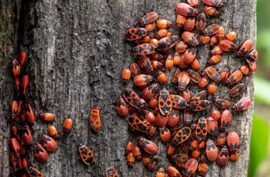 España ante un Incremento Inusual de Insectos 'Zapateros': Medidas Urgentes Solicitadas en el Levante