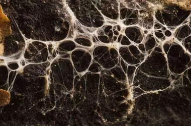 Redes Fúngicas Subterráneas: Aliadas Clave en la Captura de Carbono