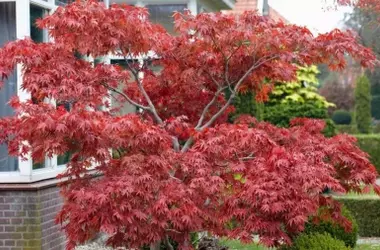 El arce japonés: un toque de naturaleza cambiante para espacios pequeños