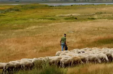 La Trashumancia: Un Pilar Fundamental para la Biodiversidad Rural y la Protección de Especies en Peligro