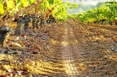 El Viñedo de Secano de Doñana: Un Faro de Sostenibilidad y Tradición
