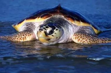 Mortalidad de Tortugas Bobas en el Estrecho de Gibraltar Desata Preocupación Científica