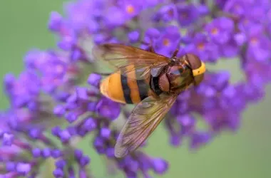La mosca que engaña: Una polinizadora inofensiva disfrazada de avispa