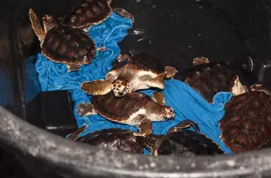 Liberan 27 Tortugas Bobas en Mojácar Tras un Año de Cuidado Intensivo
