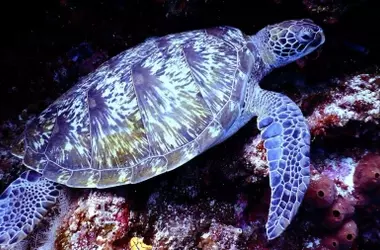 Día Mundial de las Tortugas Marinas 2026: Una Alerta Global ante el Peligro de Extinción