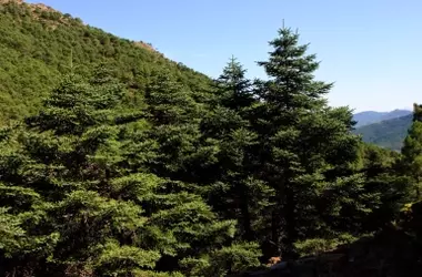 Andalucía salva al pinsapo del cambio climático