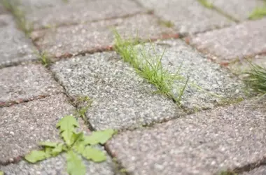 Un Método Ingenioso para Controlar la Maleza en Jardines: El Secreto de los Profesionales
