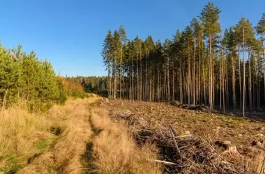 Estrategias Integrales para la Mitigación de Incendios Forestales: Ganadería, Cultivos y Gestión Forestal