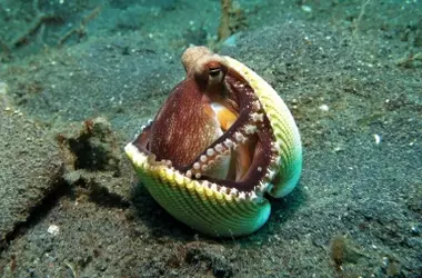 España refuerza su compromiso con la conservación marina, superando el 22% de protección de sus aguas