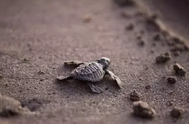 Un Triunfo de la Conservación: Tortugas Bobas Regresan al Mar en Mojácar