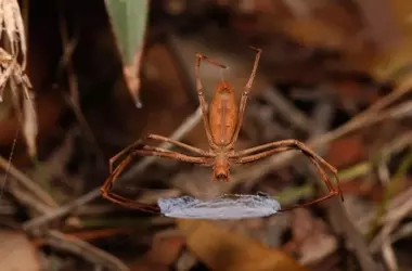 Araña Australiana Asianopis subrufa Revela Secretos de Telaraña Hiperelástica