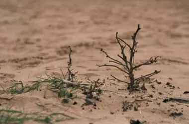 Día Internacional de la Lucha contra la Desertificación y la Sequía 2026: Los Pastizales, Clave para el Futuro del Planeta