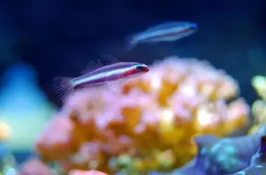 La huella humana disminuye los peces de arrecife en Canarias