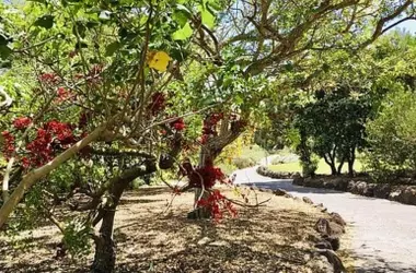 El Jardín Botánico Canario: Un Santuario para la Flora Única de Gran Canaria
