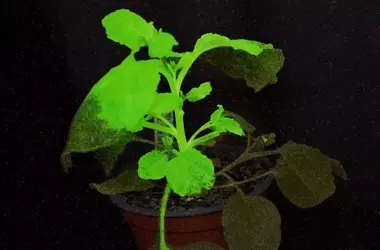 Plantas bioluminiscentes alertan sobre plagas agrícolas mediante cambios de color