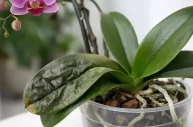 Descubre por qué las hojas de tu orquídea están arrugadas: no son hongos ni raíces podridas