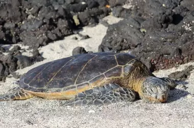 La campaña de sensibilización moviliza a más de 100 municipios para la protección de tortugas marinas en España