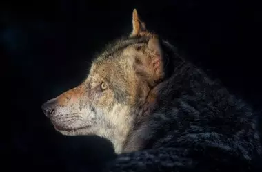 El lobo ibérico podría recuperar su protección en España tras la histórica decisión del TSXG