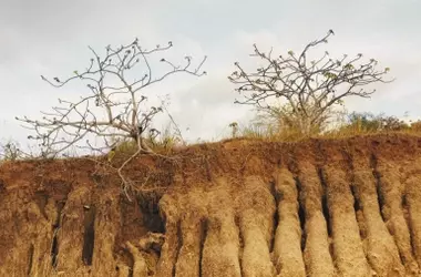 Soluciones Urgentes para Detener la Desertificación y Recuperar Tierras Degradadas