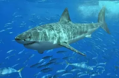 Avistamiento Histórico: Un Gran Tiburón Blanco Adulto Documentado en el Mediterráneo