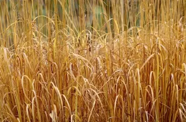 La Extinción Silenciosa: Pastizales Globales Amenazados por la Sequía