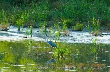 El Poder de la Naturaleza contra la Desertificación: Restauración de Humedales y Biodiversidad
