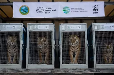 El Renacimiento del Tigre en Kazajistán: Un Proyecto de Conservación a Largo Plazo