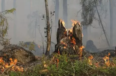 La IA revoluciona la detección de incendios forestales en Collserola para proteger Barcelona