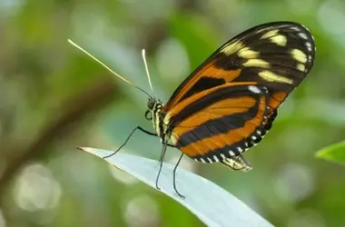 Mariposas con Longevidad Extendida: El Secreto de su Dieta Floral