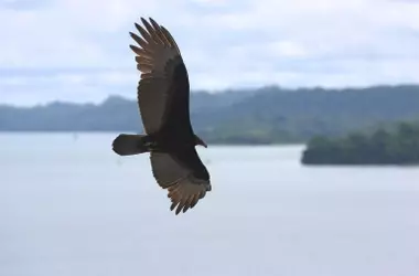 Acelerada la recuperación del águila imperial en Doñana