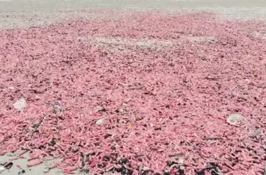 Un Misterio Rosado en Tailandia: El Enigma de los Pepinos de Mar Varados
