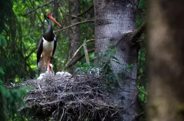 Un Gran Descubrimiento: Hallan el Primer Nido de Cigüeña Negra en Suiza con Tres Polluelos