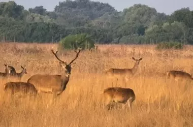 Declive del piruétano en Doñana: una paradoja de la conservación bajo amenaza