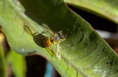 Descubrimiento de 146 especies de abejas silvestres en Canarias