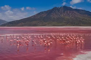 El Enigmático Lago Natron: Donde la Naturaleza Transforma la Vida en Piedra