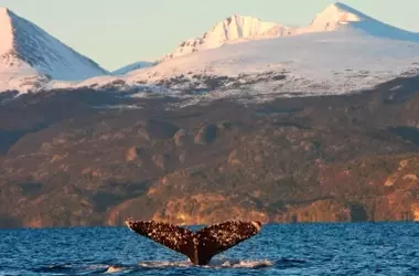 La Influencia Volcánica Andina en la Gigantización de las Ballenas y la Transformación Oceánica