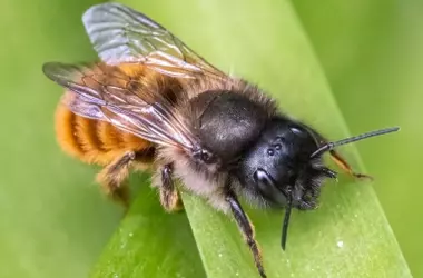La Importancia Silenciosa de la Abeja Albañil Roja: Un Polinizador Vital Lejos de las Colmenas