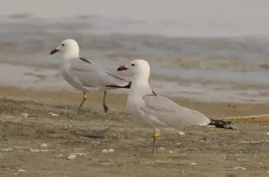 Disminuye la población de gaviota de Audouin en Cataluña, una especie en riesgo
