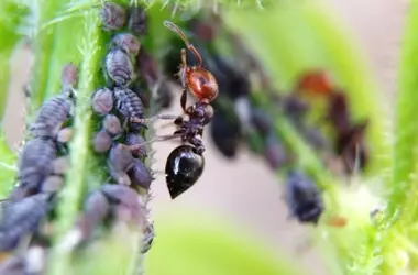Soluciones Ecológicas contra Pulgones y Hormigas: Un Método Sencillo para Proteger tu Jardín