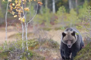 Trágico atropello de un oso pardo joven en la Montaña Palentina