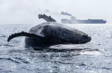 Islandia Reanuda la Caza de Ballenas: Controversia Ambiental y Resistencia Activa