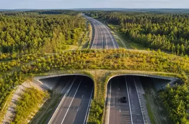 La Intersección Crítica: Cómo las Carreteras Dividen la Vida Silvestre y el Esfuerzo por la Convivencia