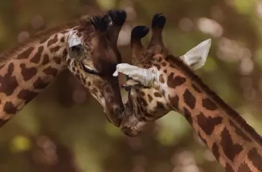 Día Global de la Jirafa 2026: El Coloso Africano en la Lucha por su Existencia