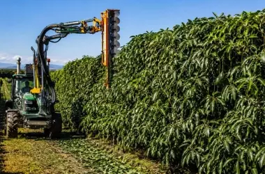 Revolución Agrícola: La Poda Aragonesa Transforma el Cultivo de Aguacate