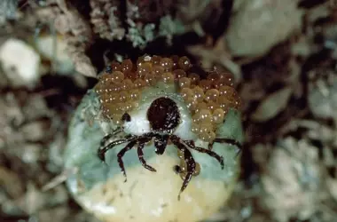 ¡Cuidado en tu Jardín! Aprende a Identificar y Gestionar Puestas de Huevos de Garrapatas de Manera Segura