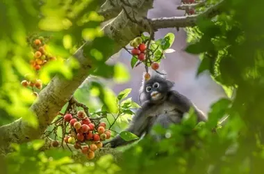 Día Internacional de los Bosques Tropicales 2026: La Crucial Lucha por la Supervivencia del Pulmón Verde Global