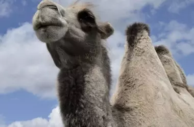 Día Mundial del Camello 2026: Una Llamada Urgente a la Protección de los Gigantes del Desierto