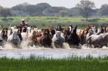La Saca de las Yeguas 2026 en Doñana: Un Vínculo Ancestral entre Hombre y Caballo
